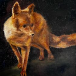 Fuchs © C. Kohl